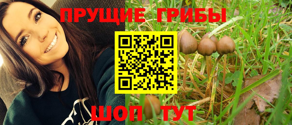 Псилоцибиновые грибы Psilocybe Омск